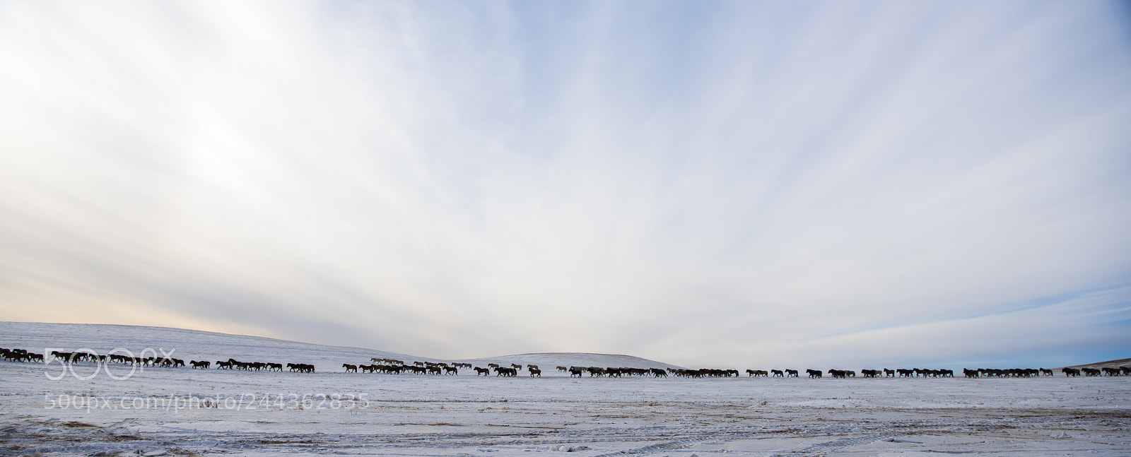 Nikon D810 sample photo. Winter naadam photography
