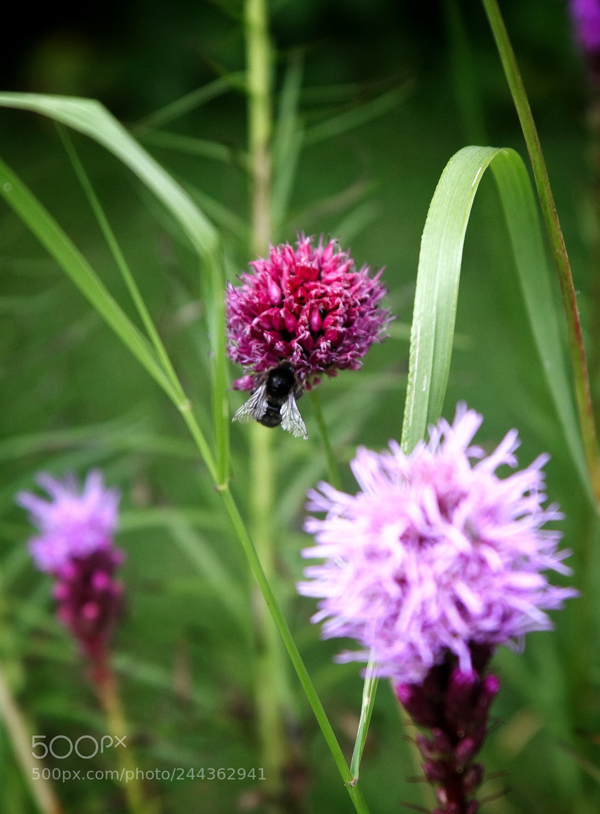 Canon EOS 40D sample photo. Bee & flowers photography