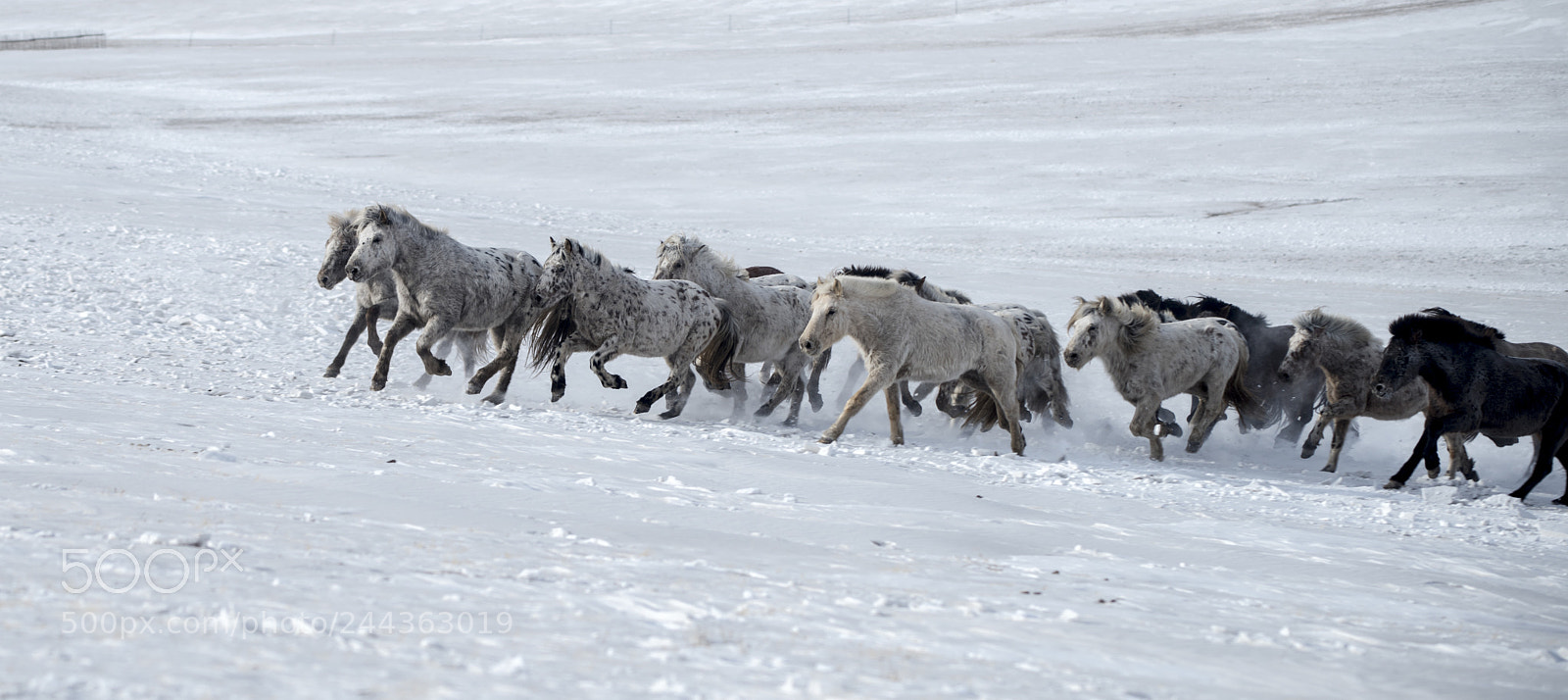 Nikon D810 sample photo. Mongolian winter naadam festival, 2018 photography
