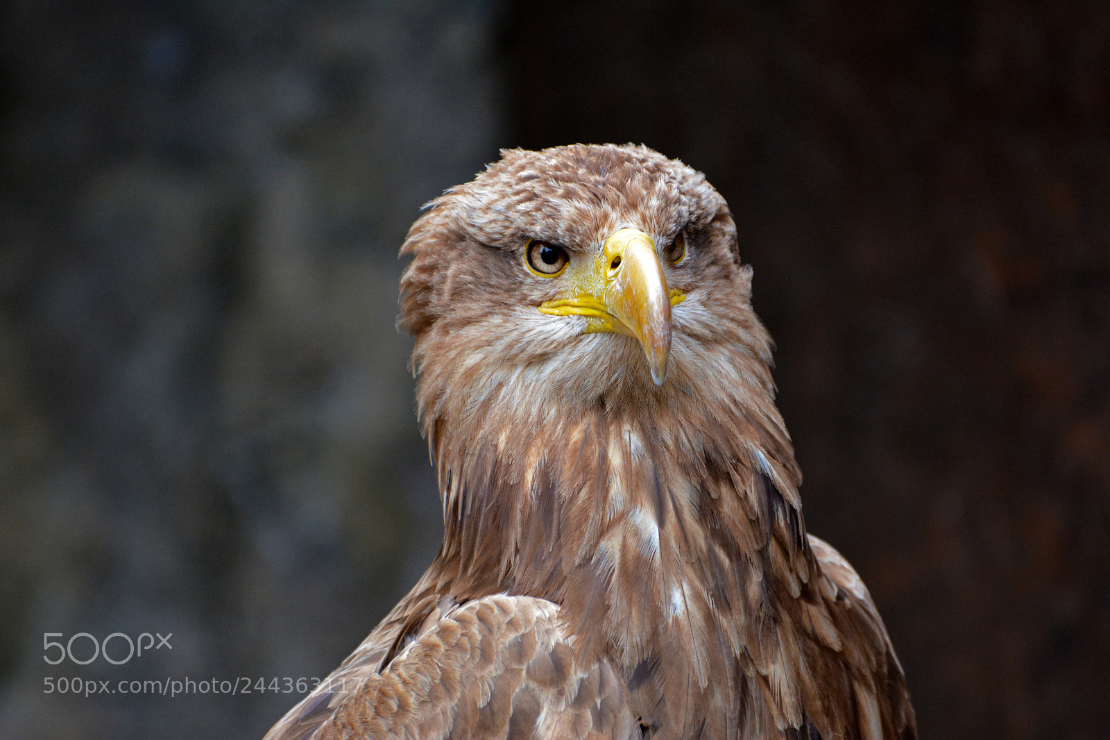 Nikon D7100 sample photo. Aigle bateleur photography