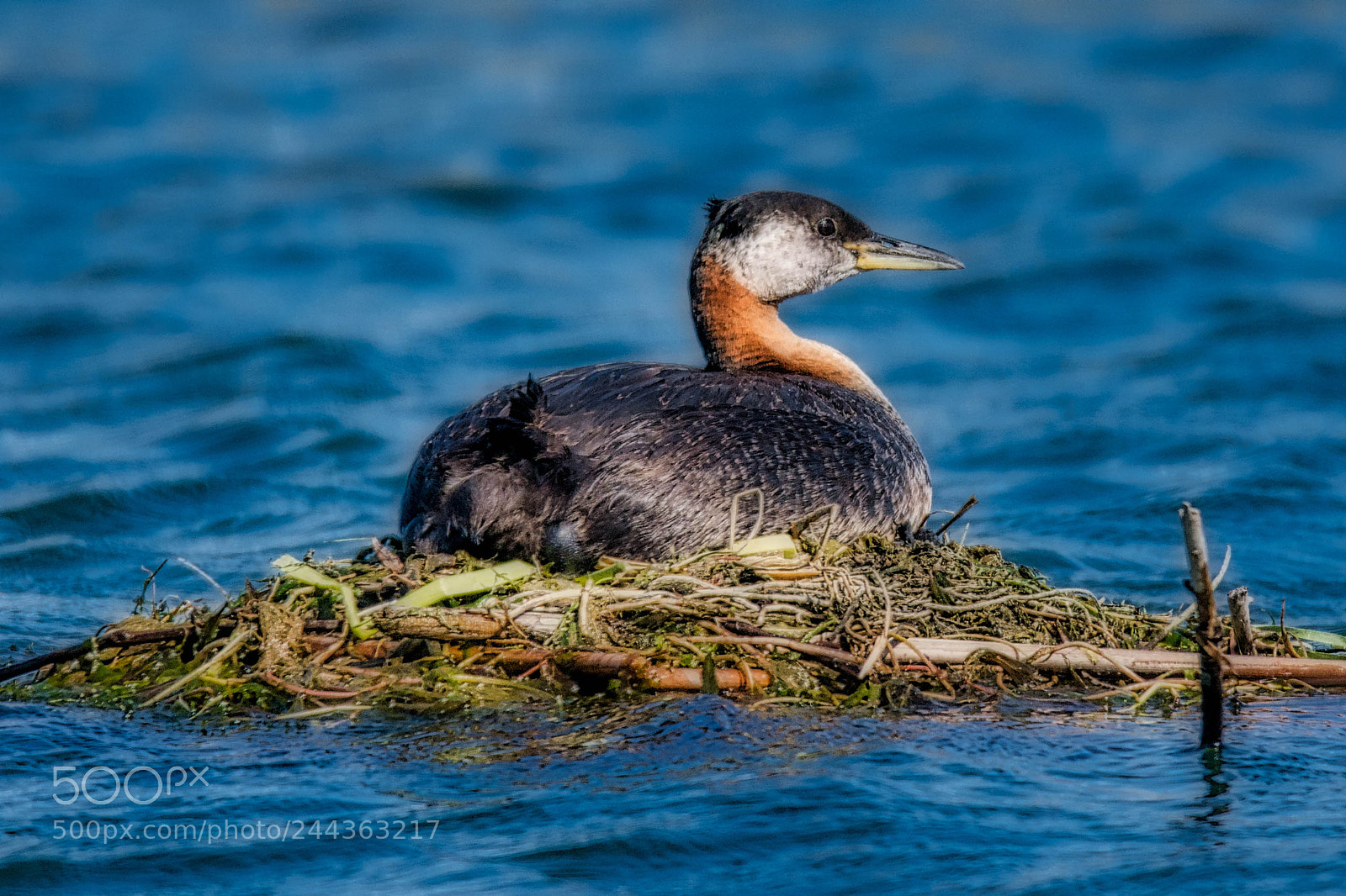 Nikon D7200 sample photo. Red necked grebe luminar2018 photography