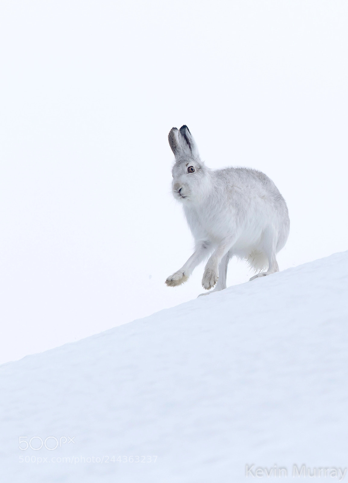 Canon EOS 7D Mark II sample photo. On the run mountain photography