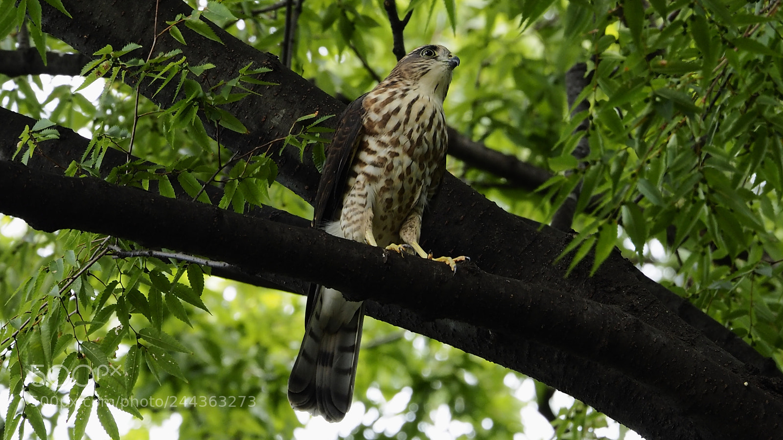 Olympus OM-D E-M10 sample photo. Young japanese sparrowhawk photography