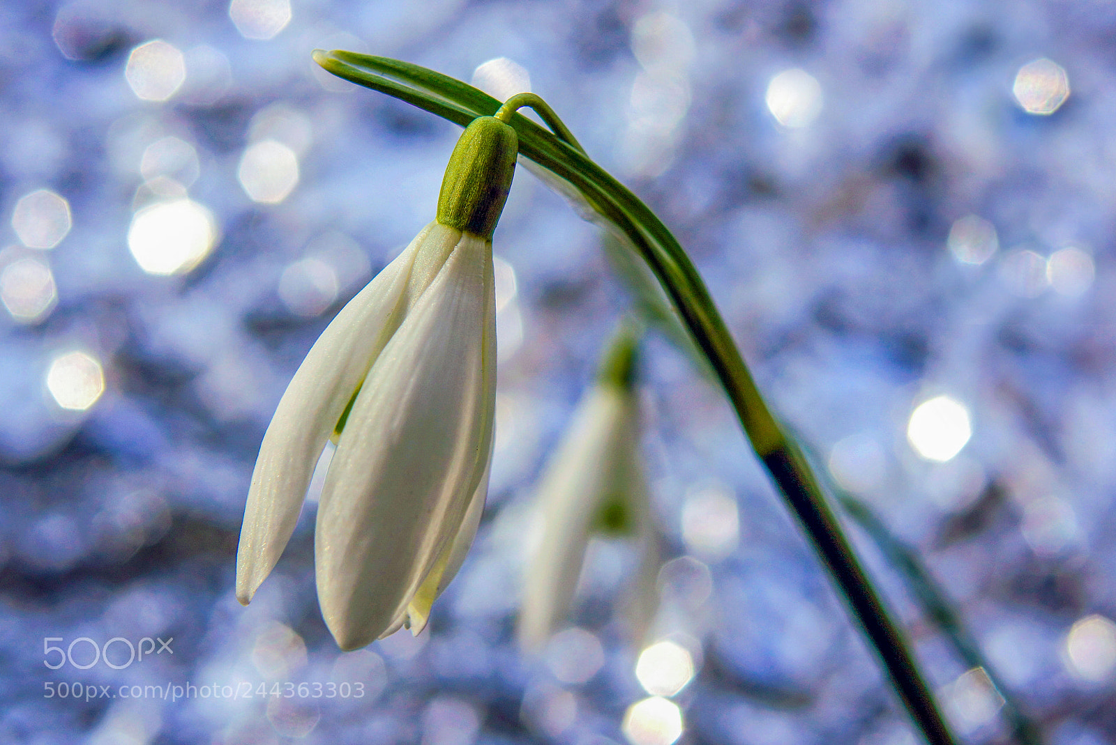 Sony Alpha NEX-7 sample photo. Das erste schneeglöckchen photography