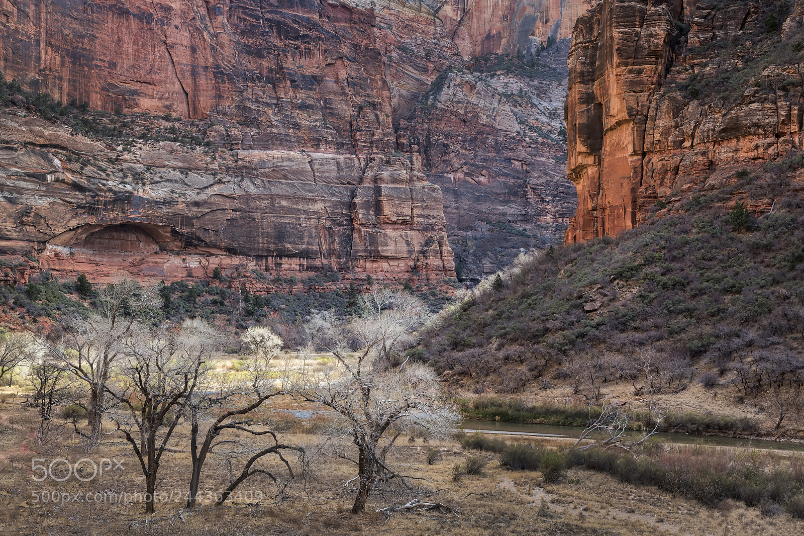 Nikon D850 sample photo. Zion canyon scene, zion photography