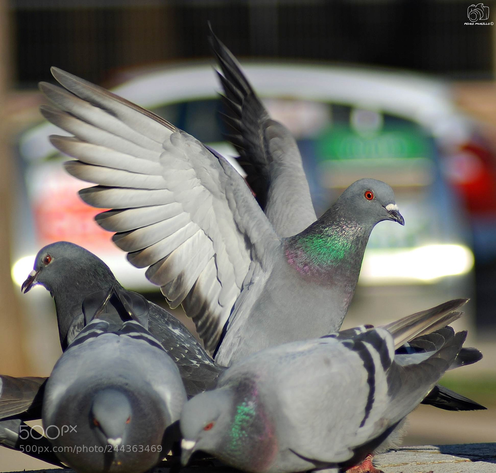 Nikon D60 sample photo. Paloma bravia photography