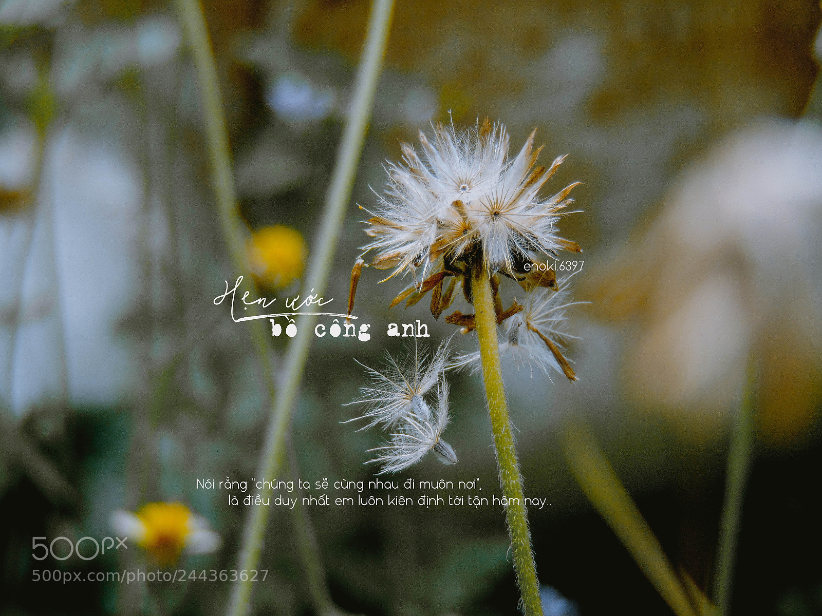 Sony Cyber-shot DSC-H300 sample photo. Dandelion and love photography