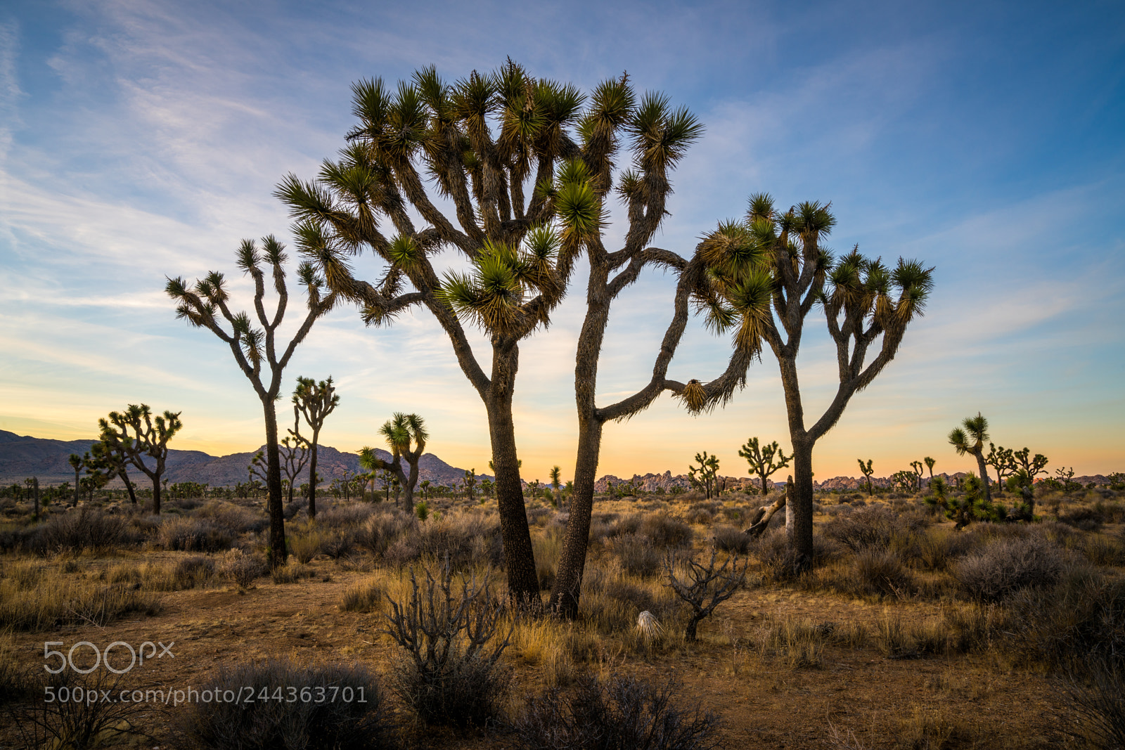 Sony a7R II sample photo. Joshua tree photography