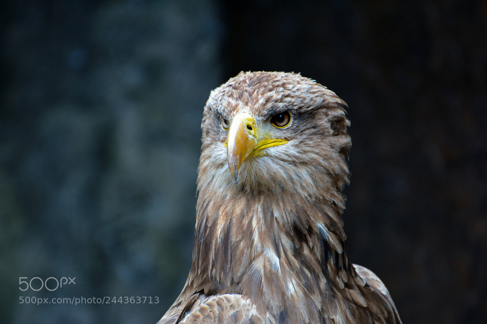 Nikon D7100 sample photo. Aigle bateleur photography