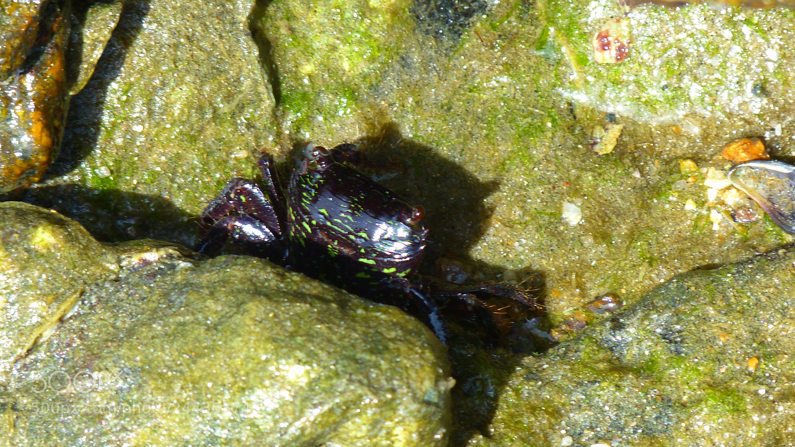 Panasonic Lumix DMC-FZ40 (Lumix DMC-FZ45) sample photo. Crab photography
