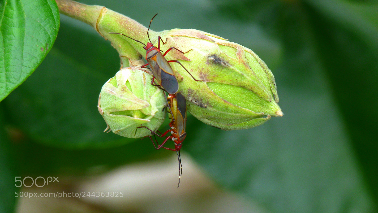 Panasonic Lumix DMC-FZ40 (Lumix DMC-FZ45) sample photo. Insects photography