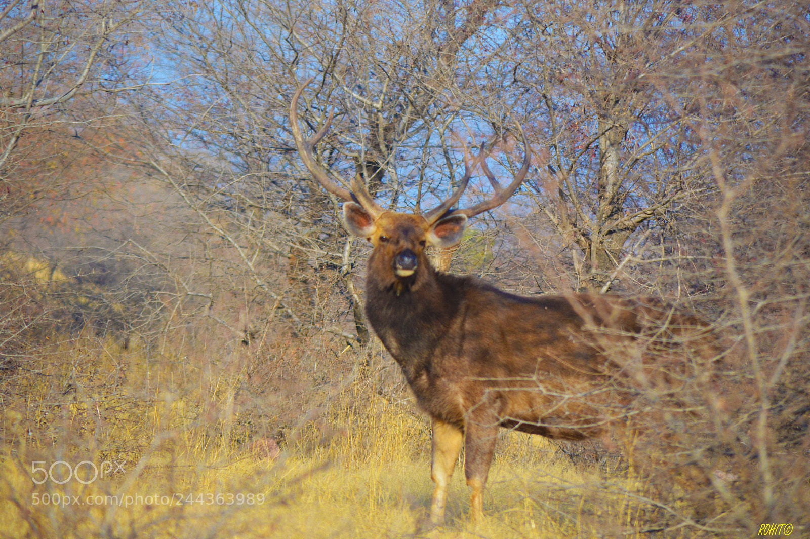 Nikon D3200 sample photo. Male sambhar photography