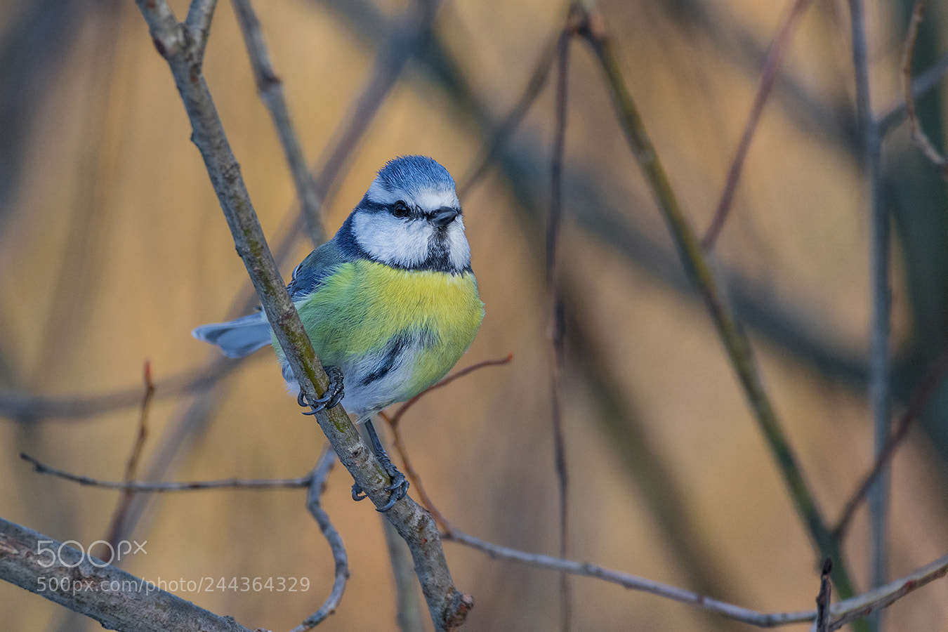 Canon EOS 7D Mark II sample photo. Blaumeise photography