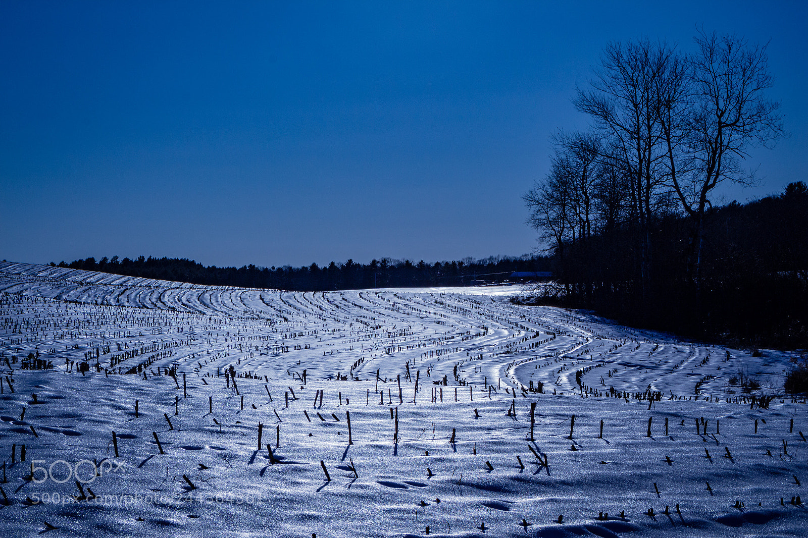 Canon EOS 700D (EOS Rebel T5i / EOS Kiss X7i) sample photo. Winter corn fields photography