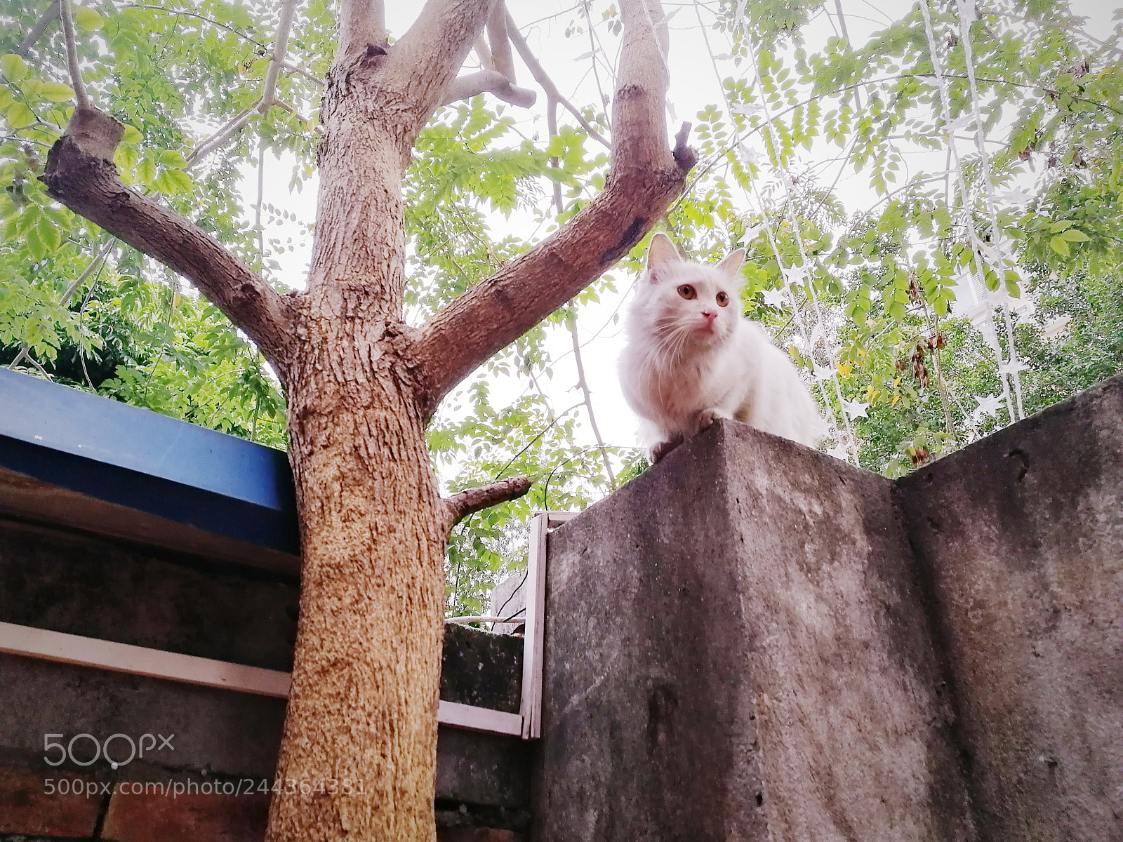 HUAWEI Honor 9 sample photo. Untitled photography