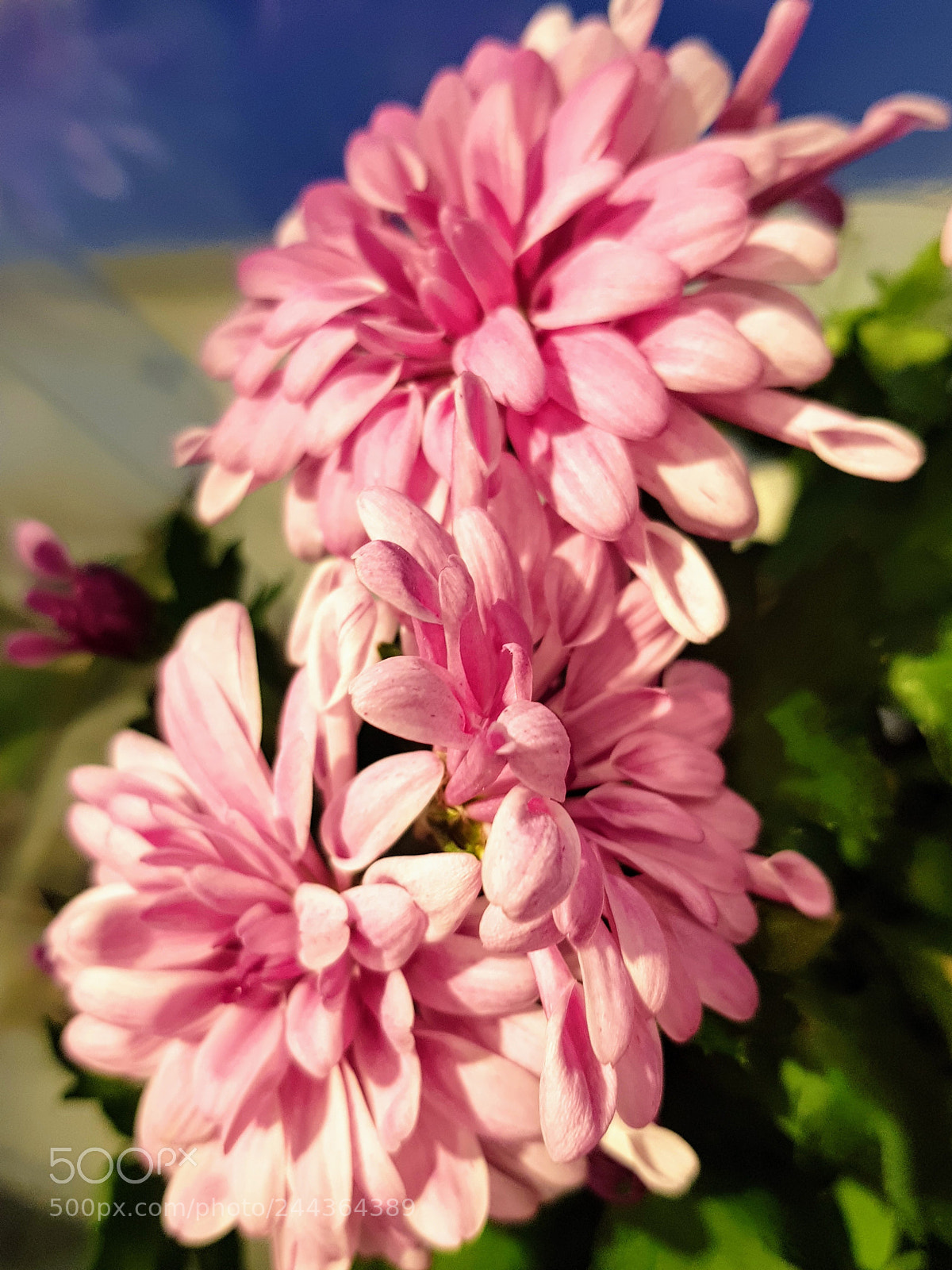 Samsung Galaxy S8 sample photo. Chrysanthemums photography