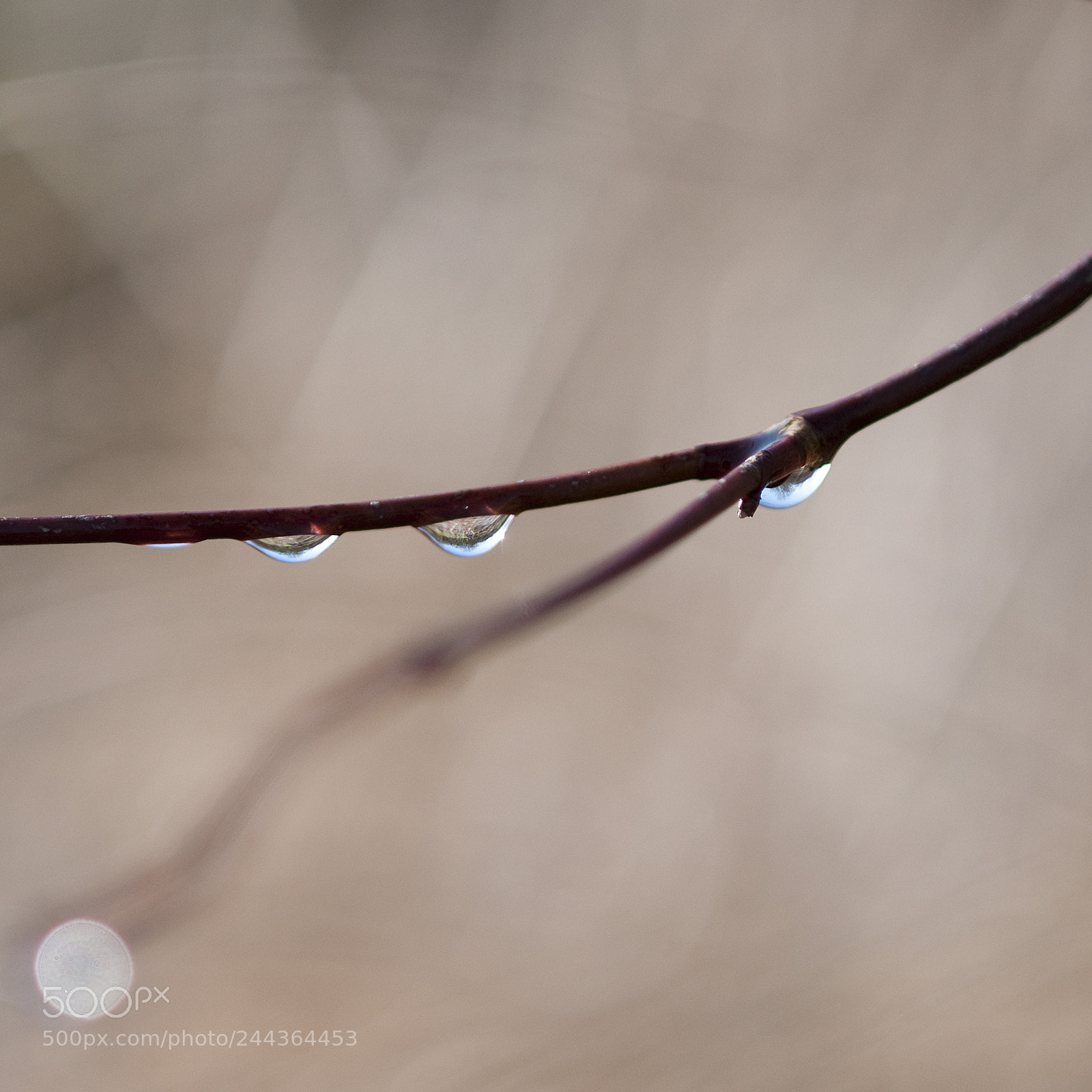 Nikon D300 sample photo. Drop photography