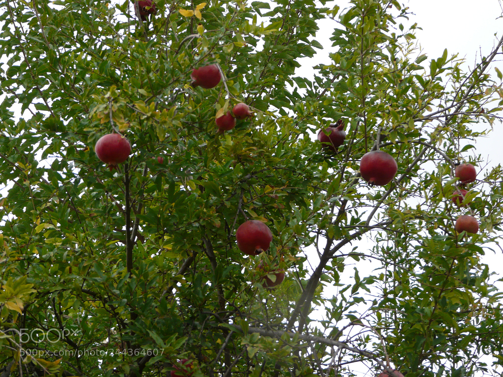Panasonic DMC-FZ18 sample photo. P photography