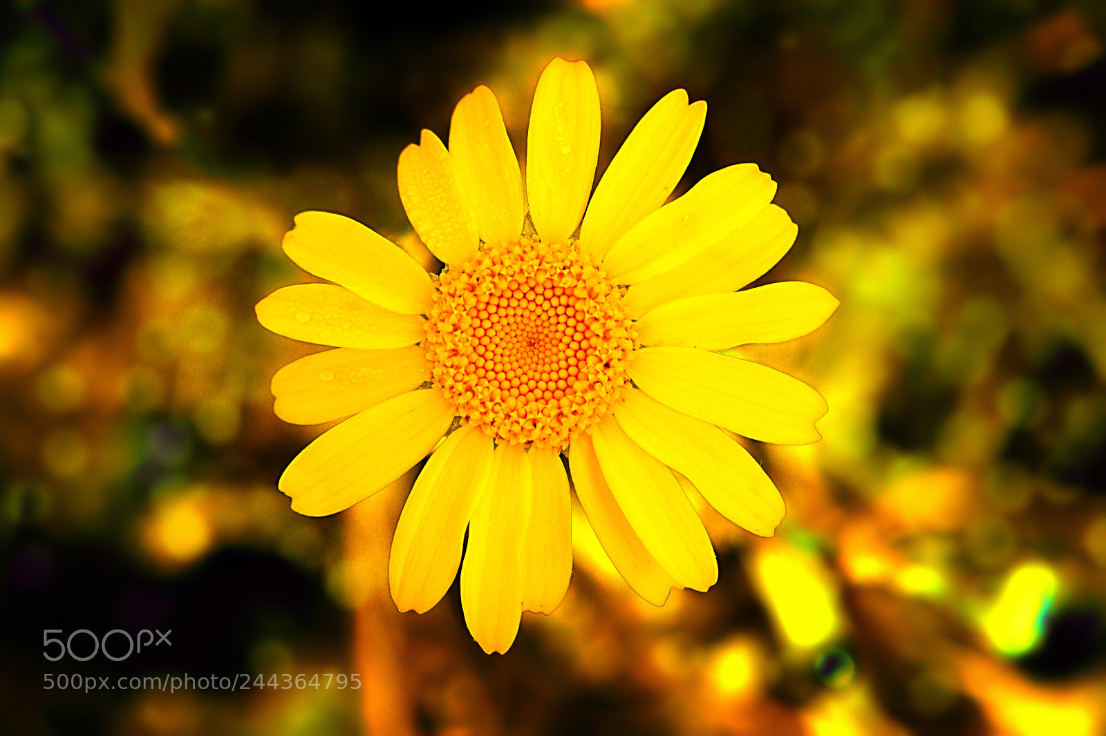 Nikon D300 sample photo. Flowers photography