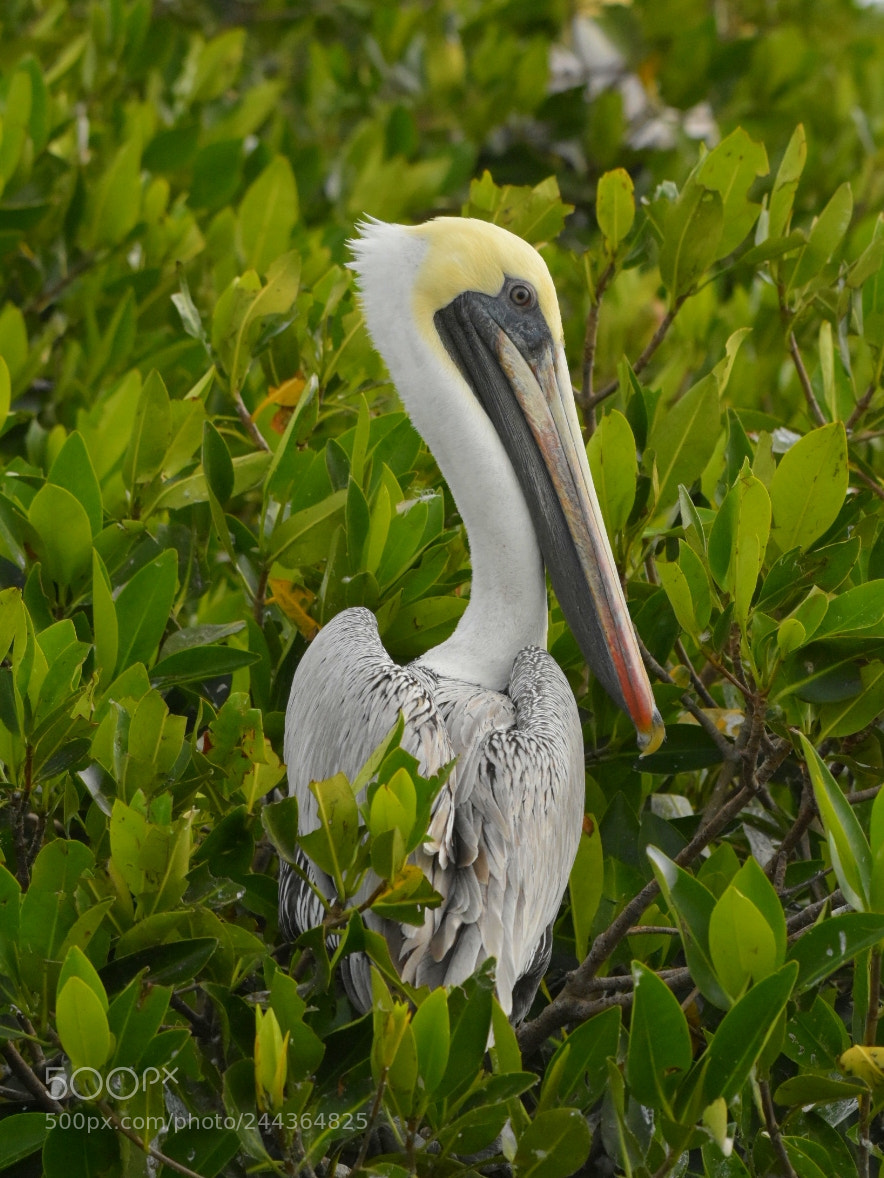 Nikon D7200 sample photo. Pelican 1 - handsome photography
