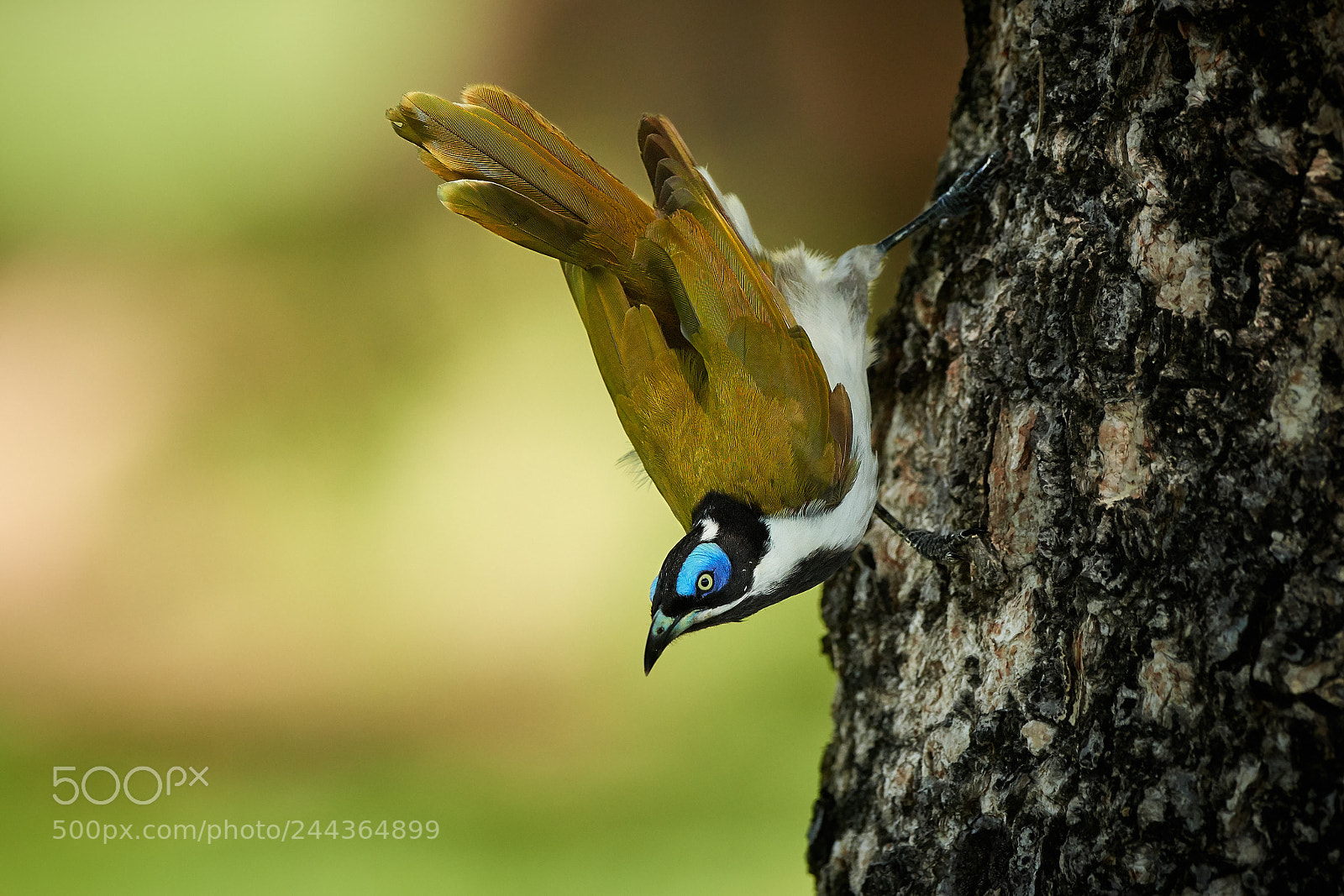 Nikon D500 sample photo. Blue-faced honeyeater (entomyzon cyanotis) photography