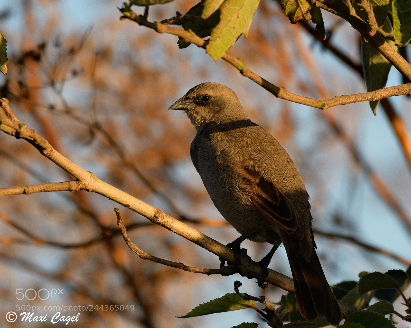 Nikon D500 sample photo. Countryside photography