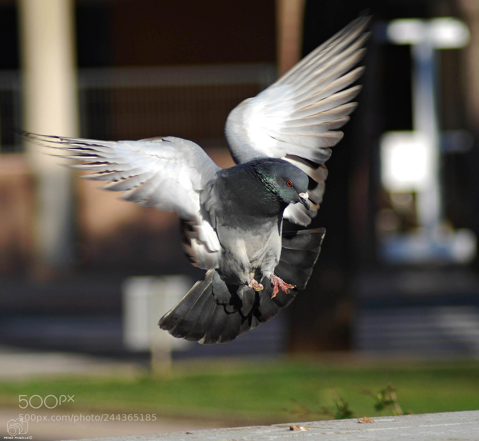 Nikon D60 sample photo. Untitled photography