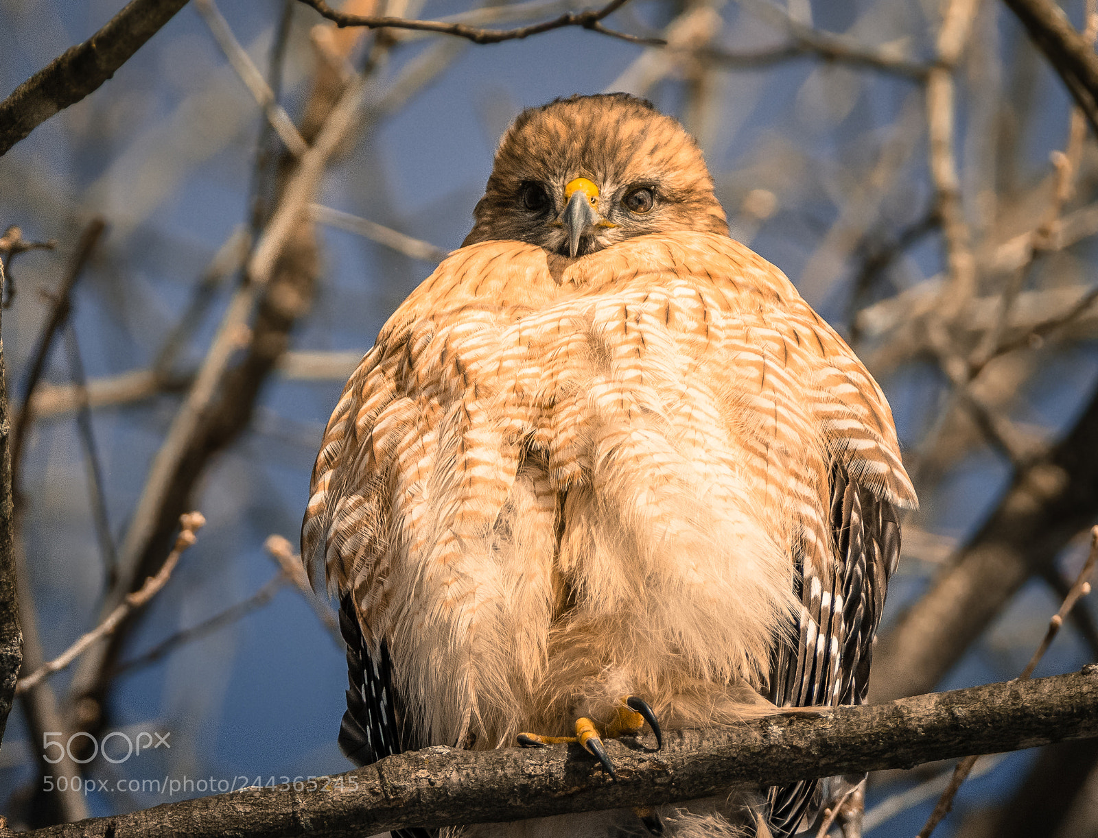 Nikon D500 sample photo. Fluffy red-shouldered hawk photography