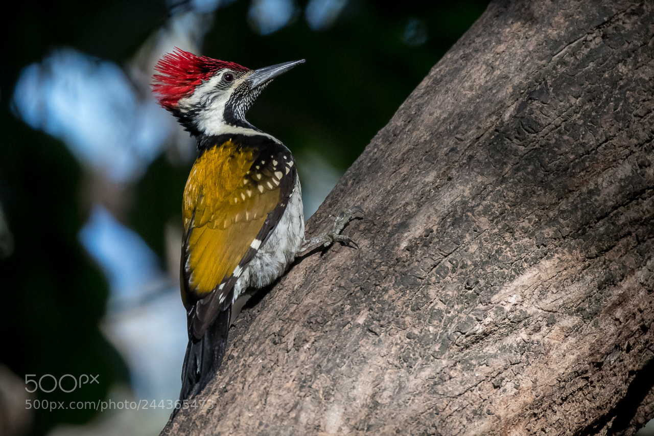 Nikon D500 sample photo. Black-rumped flameback photography