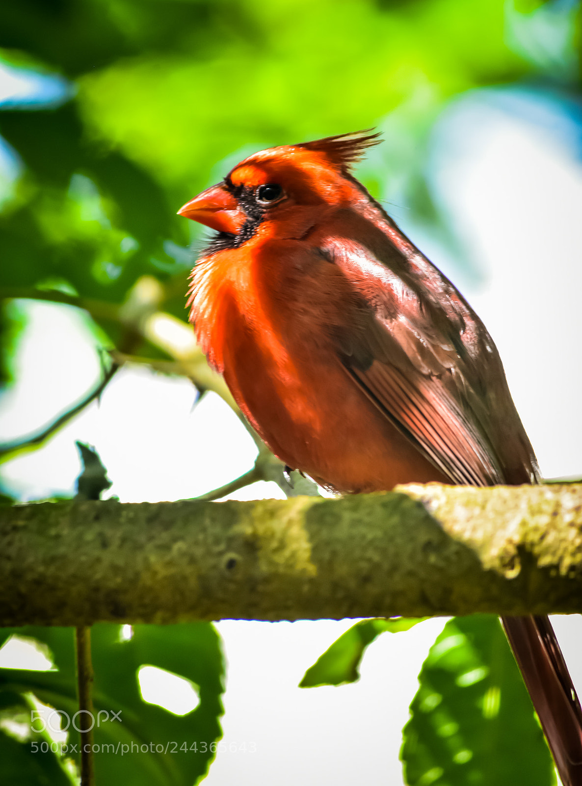 Nikon D7200 sample photo. Red and green photography