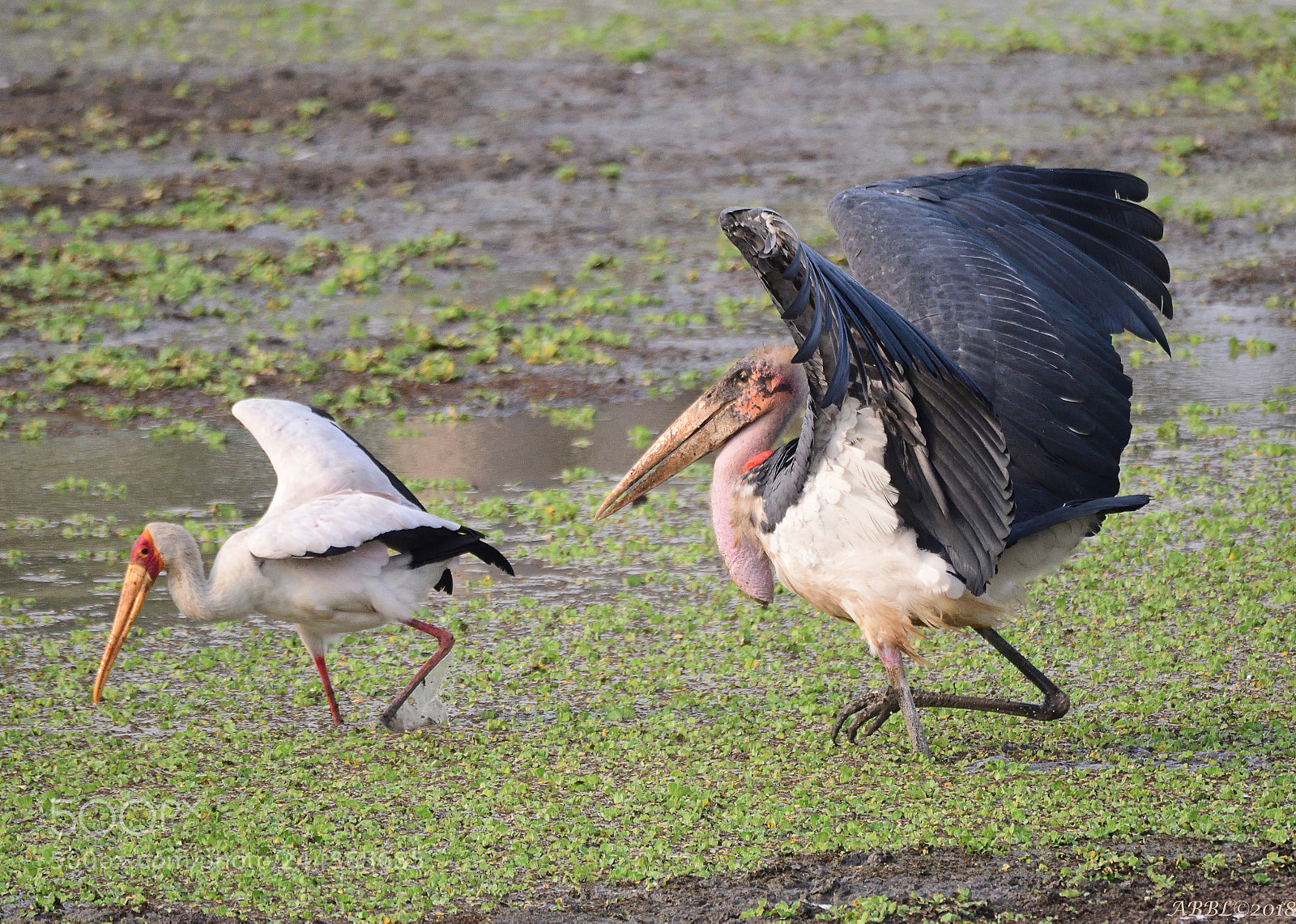 Nikon D500 sample photo. Marabu-stork pursuing the yellow-billed photography