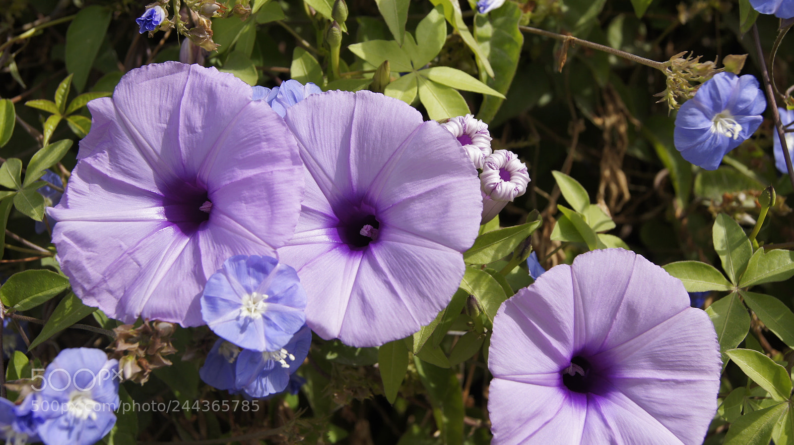 Sony SLT-A33 sample photo. Ipomoea cairica photography