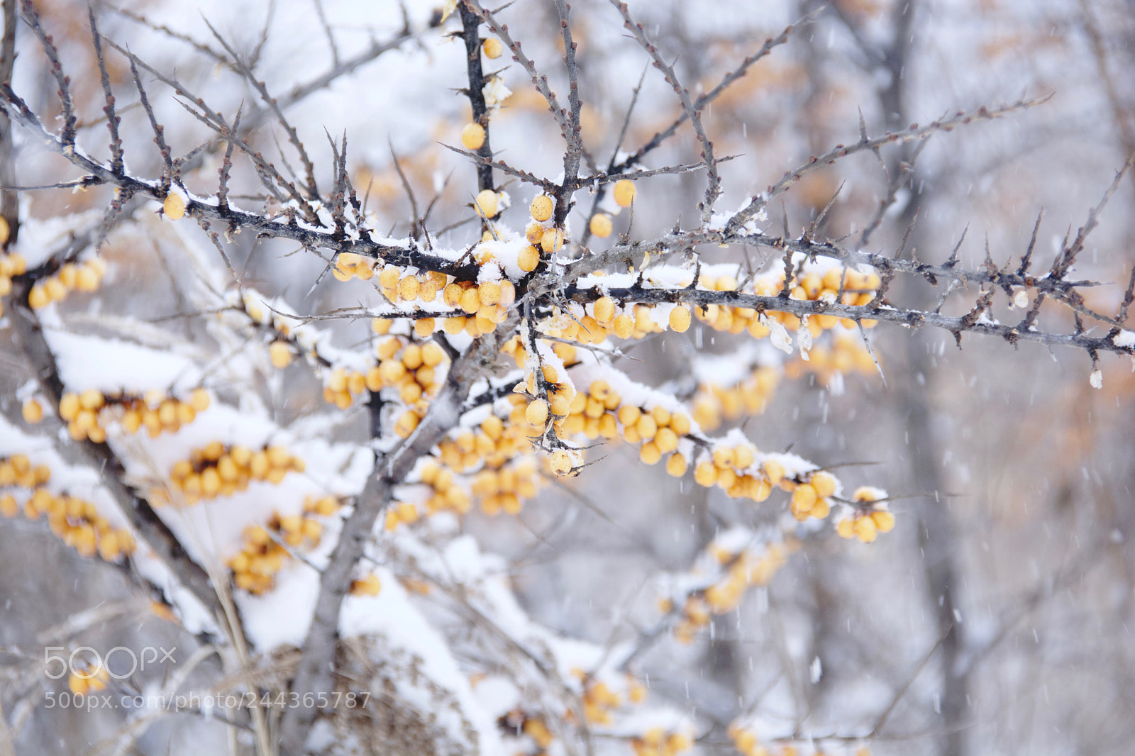 Nikon D7100 sample photo. 988_7396.jpg photography