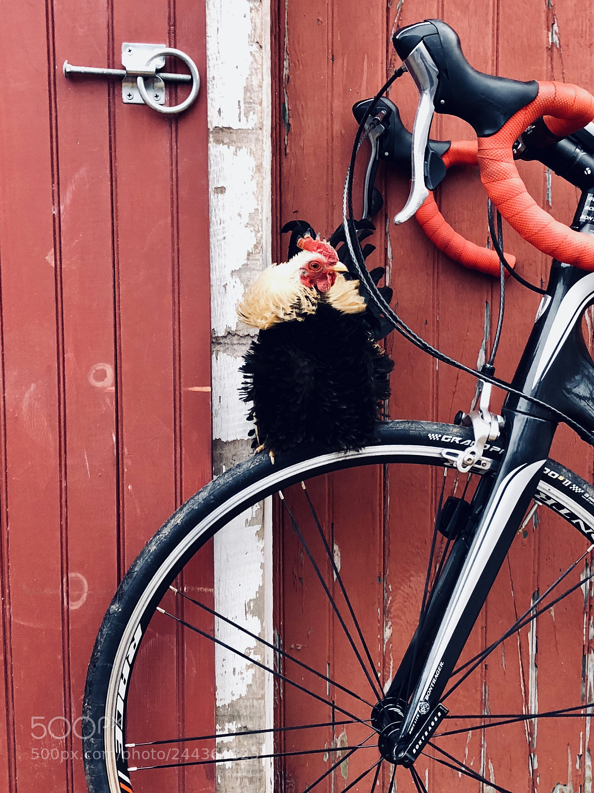 Apple iPhone 8 Plus sample photo. Speedy the rooster photography