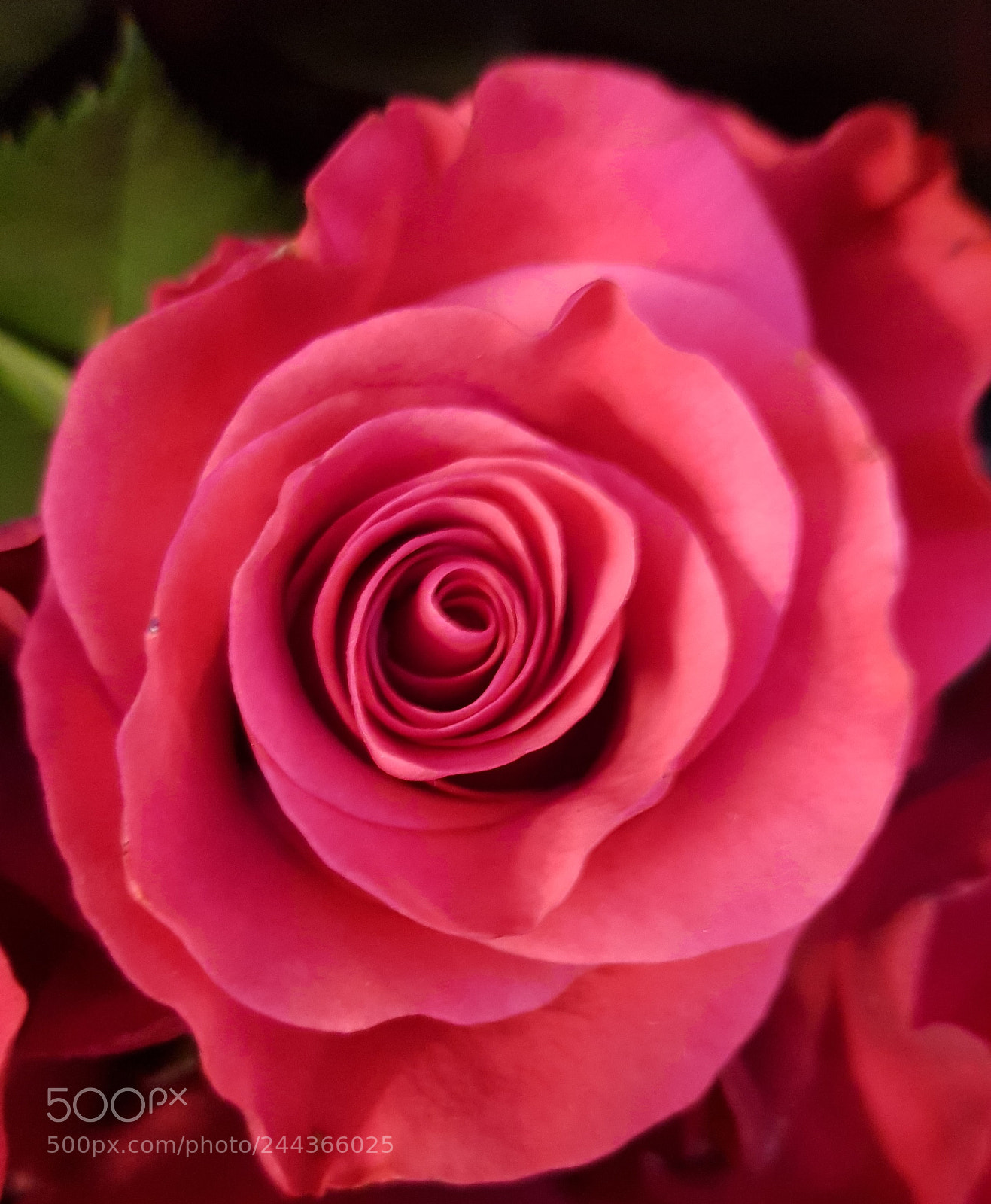 Samsung Galaxy S8 sample photo. Scarlet photography