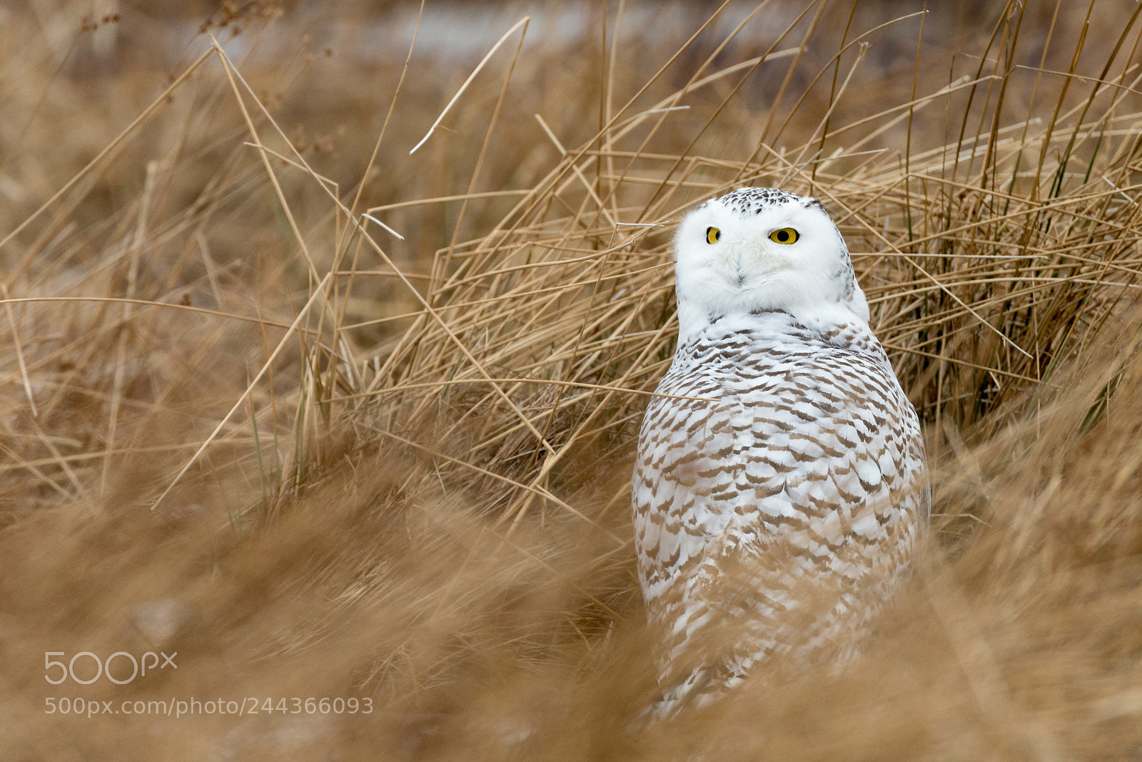 Canon EOS-1D X sample photo. Snowy owl in tall photography