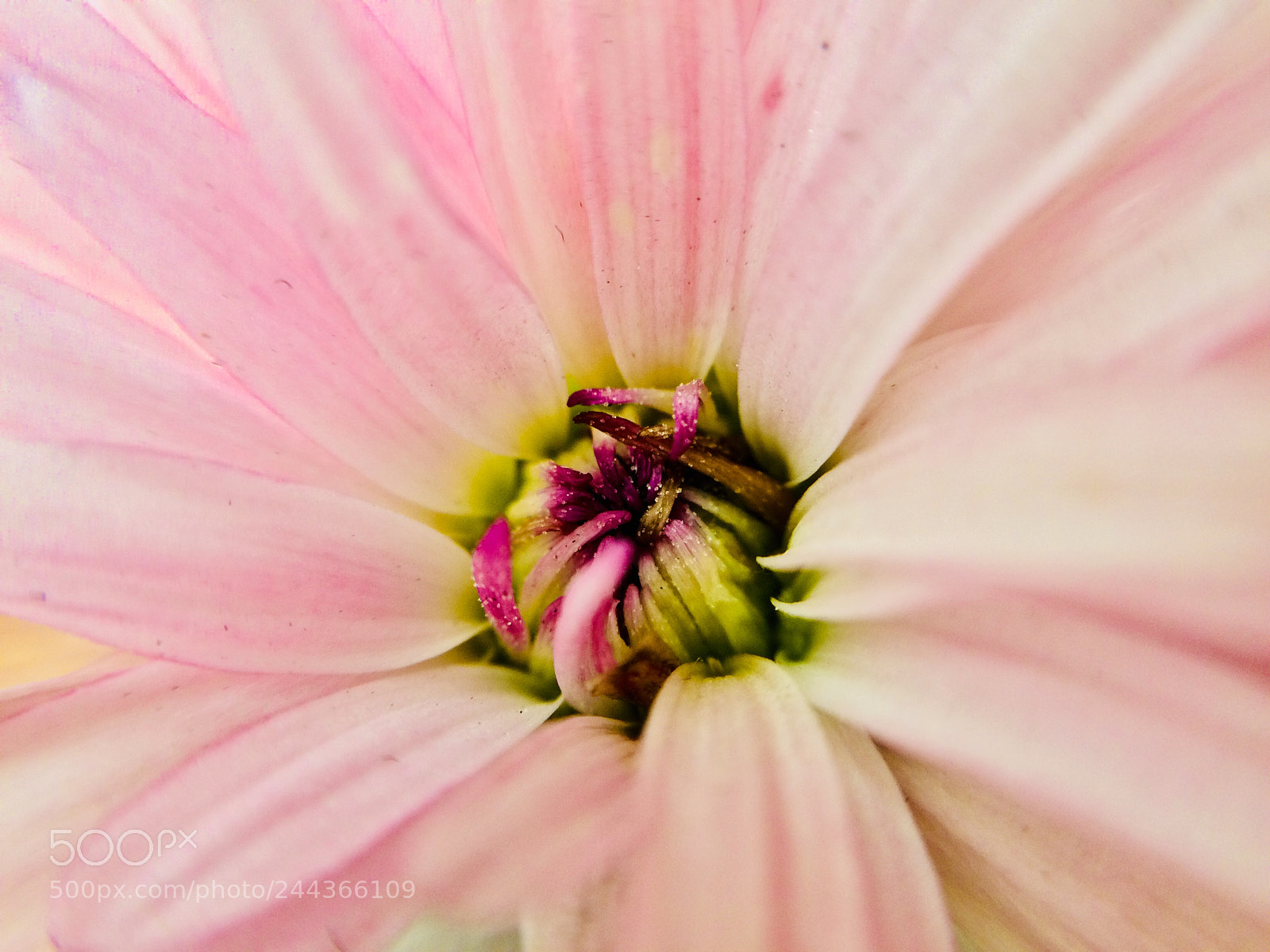 Apple iPhone 5s sample photo. Flower in january photography