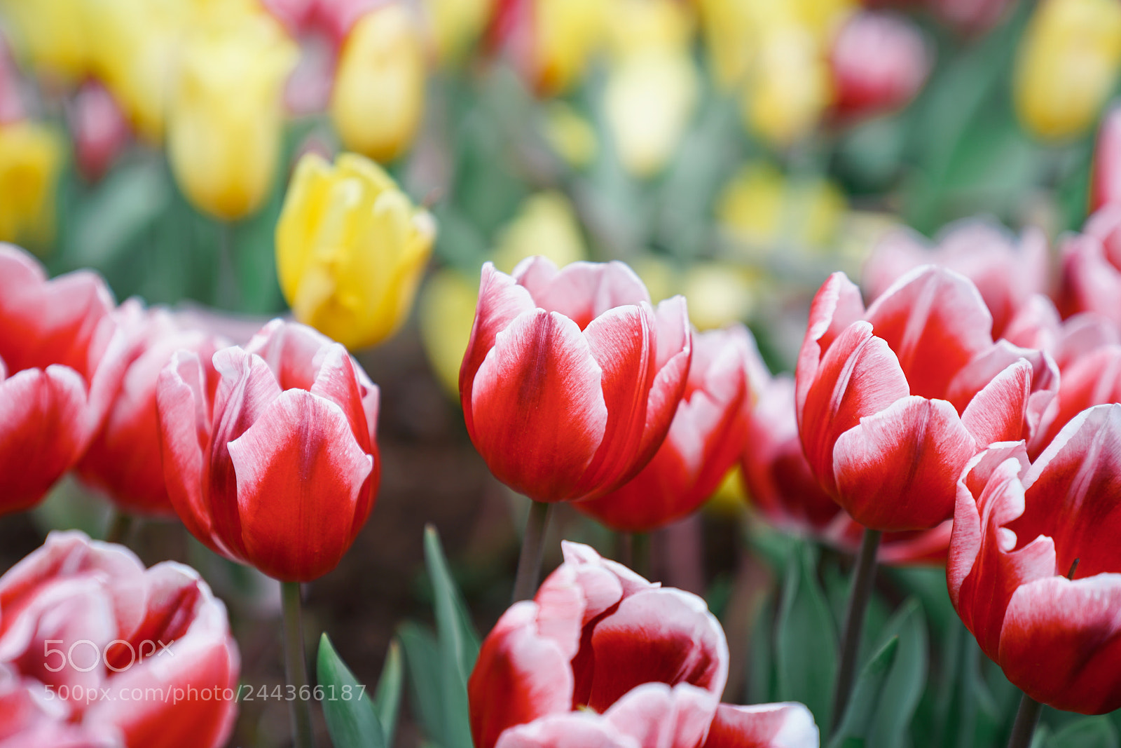 Sony a7R II sample photo. Tulip photography