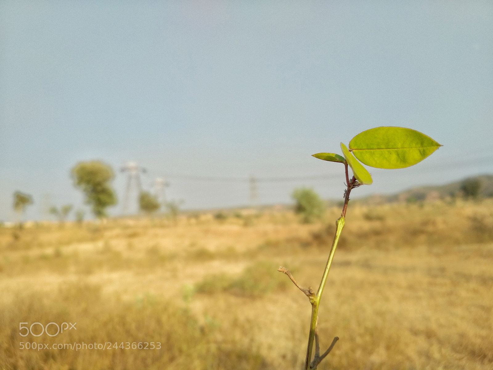 Xiaomi Redmi 4 Pro sample photo. Untitled photography