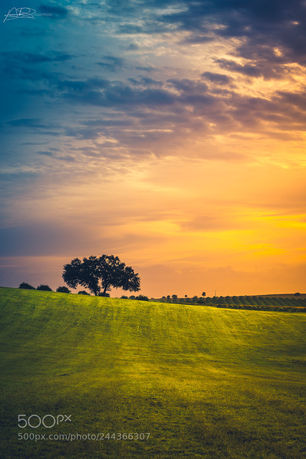 Sony a9 sample photo. The lonely tree photography