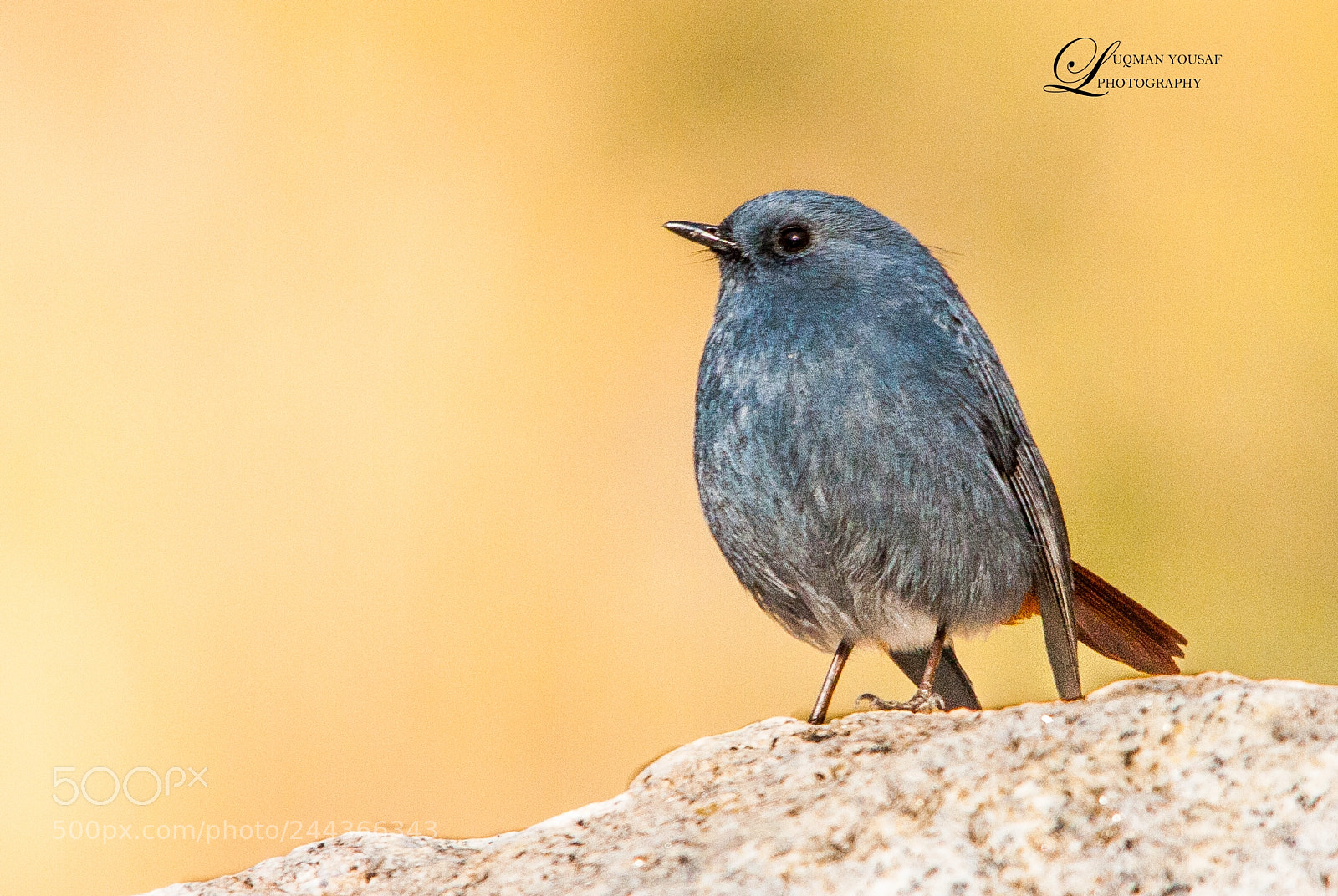 Canon EOS 40D sample photo. Plumbeous water redstart photography