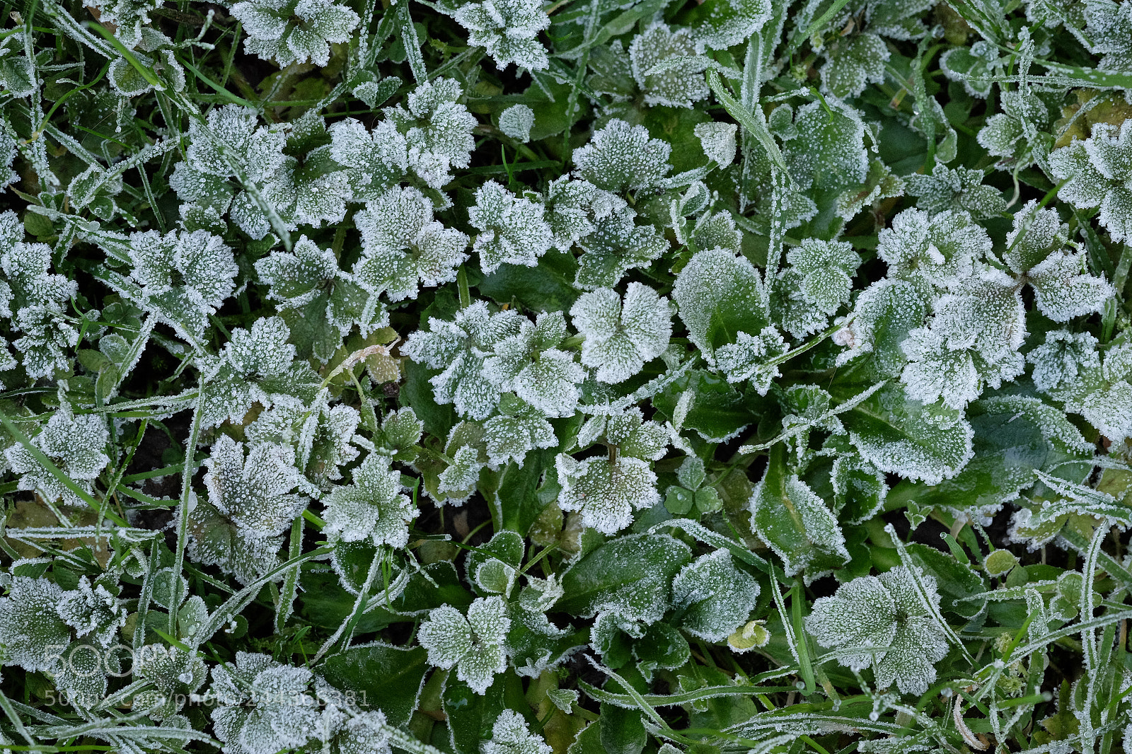Fujifilm X-T1 sample photo. Frosty photography