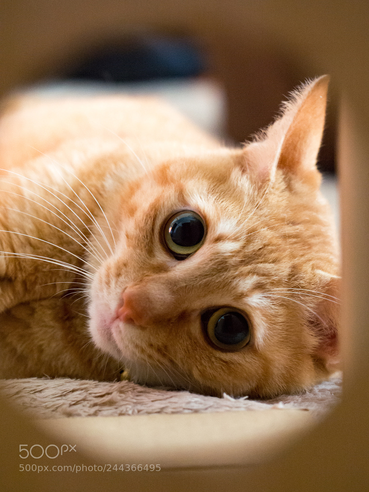 Olympus PEN E-PL5 sample photo. Cute eyes photography