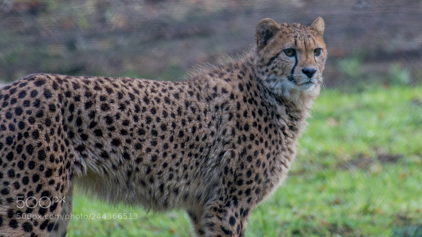 Nikon D500 sample photo. Cheeta photography
