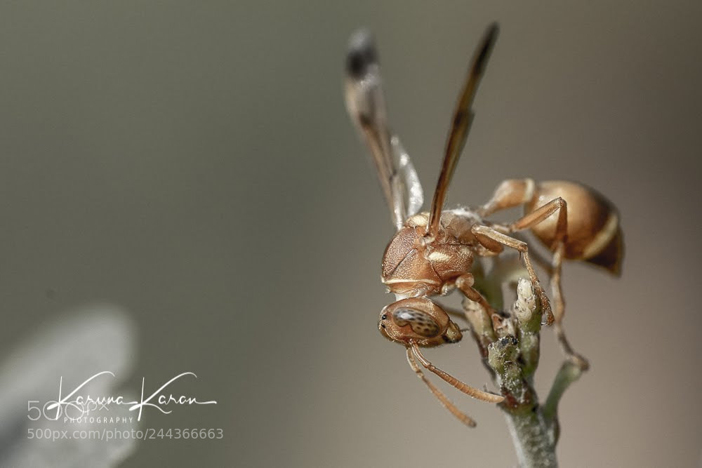 Sony a99 II sample photo. The wasp i am !! photography