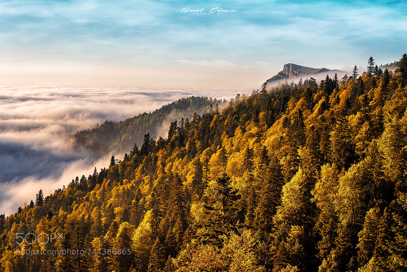 Nikon D810 sample photo. Colors of nature 11 photography