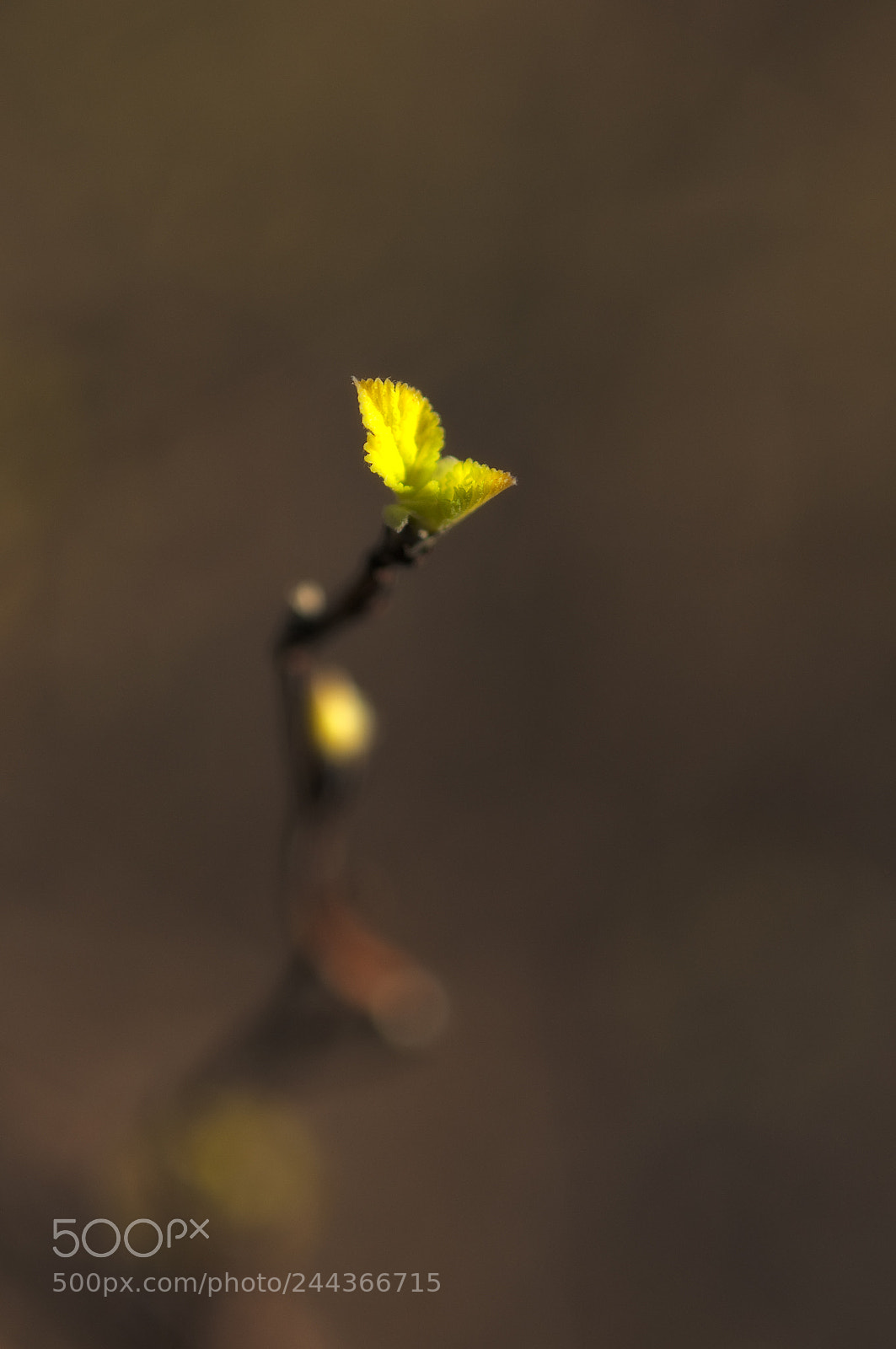 Nikon D300 sample photo. Spring? photography
