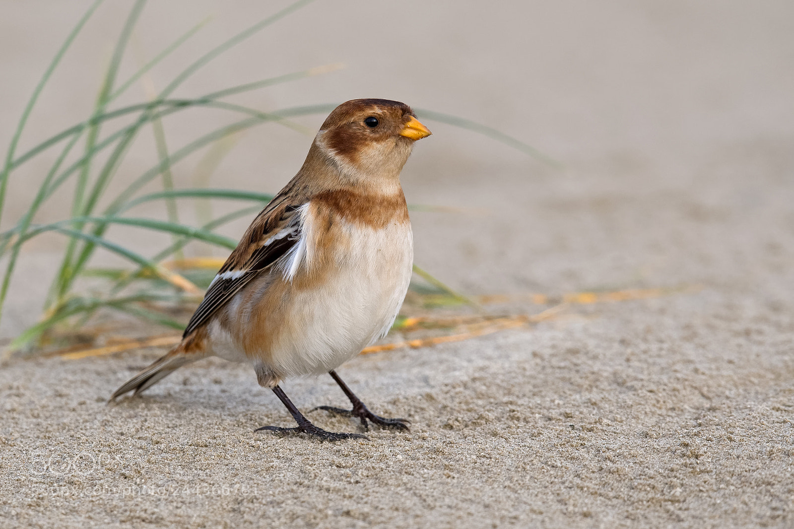 Nikon D500 sample photo. Snow bunting photography