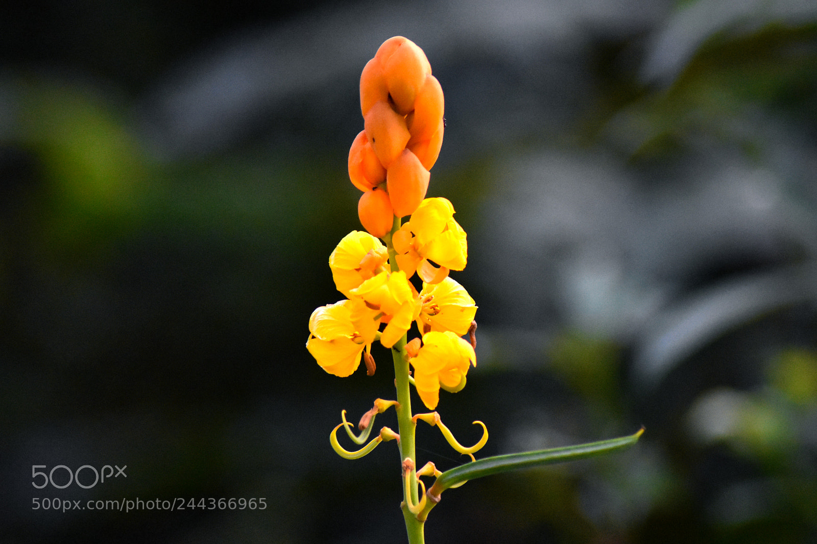 Nikon D7200 sample photo. Senna alata photography
