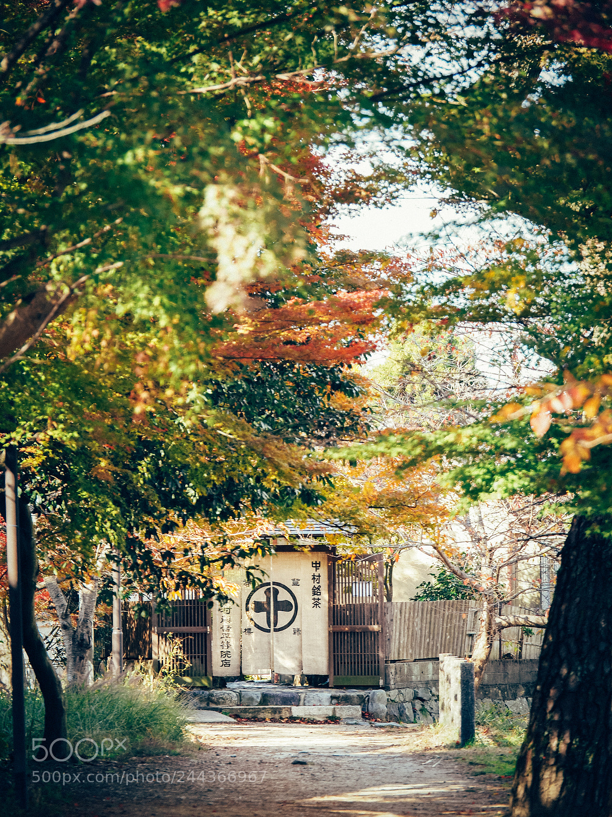 Olympus OM-D E-M10 II sample photo. Autumn foliage photography